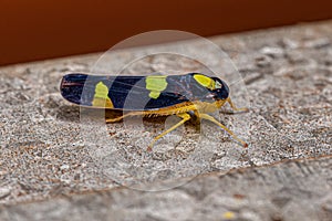 Adult Sharpshooter Insect