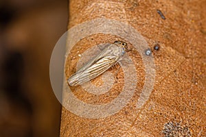 Adult Sharpshooter Insect photo