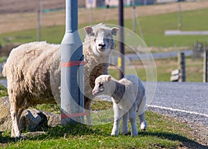 An adult sheep and baby lamb stand next to a lamp post on the si