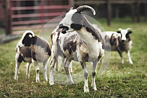 Adult sheep and baby lambs feeding in lush green meadows of Ireland,