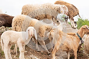 Adult sheep with her cub. Sheep and goats grazing in a mountain meadow