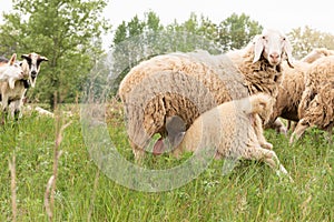 Adult sheep with her cub. Sheep and goats grazing in a mountain meadow