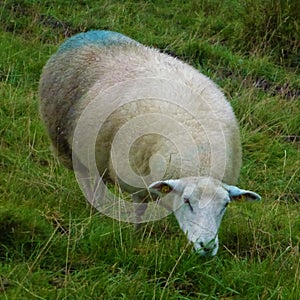 Adult sheep on meadow eating grass