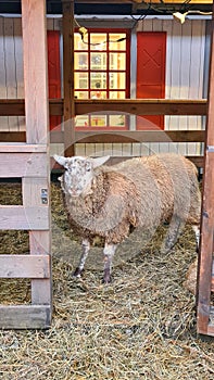 An adult sheep in a rustic wooden barn and the floor covered with dry hay