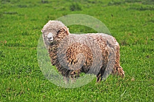 Adult sheep staring at camera in a rural farm