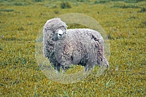 Adult sheep staring at camera in a rural farm