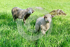 Two sheep, on a green pasture at the farm in mountains