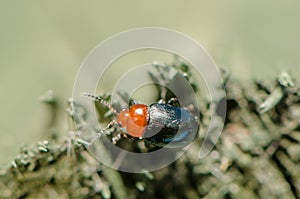 An adult Shiny Flea Beetle â€“ Chrysomelidae â€“ Asphaera lustrans