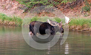 Shiras Bull Moose feeding near shore of Fishercap Lake in the Many Glacier region of Glacier National Park in Montana U