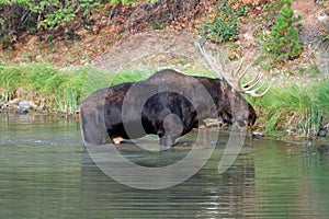 Shiras Bull Moose feeding near shore of Fishercap Lake in the Many Glacier region of Glacier National Park in Montana U