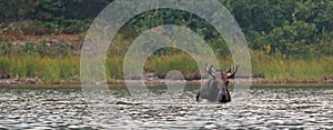 Adult Shiras Bull Moose feeding on water grass in Fishercap Lake in the Many Glacier region Glacier National Park in Montana USA