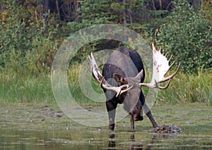 Adult Shiras Bull Moose feeding on water grass near shore of Fishercap Lake in the Many Glacier of Glacier National Park USA