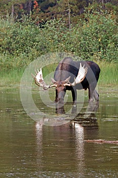 Adult Shiras Bull Moose feeding on water grass near shore of Fishercap Lake in the Many Glacier of Glacier National Park USA