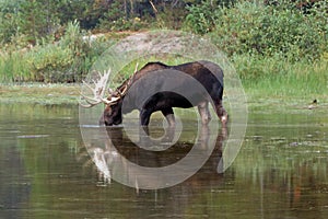 Adult Shiras Bull Moose feeding on water grass near shore of Fishercap Lake in the Many Glacier of Glacier National Park USA