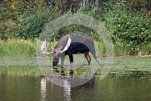 Adult Shiras Bull Moose feeding on water grass near shore of Fishercap Lake in the Many Glacier of Glacier National Park USA
