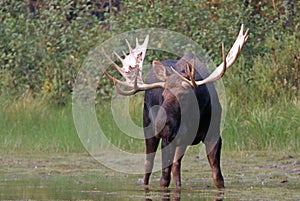Adult Shiras Bull Moose near shore of Fishercap Lake on the Swiftcurrent hiking trail in the Many Glacier region of Glacier Nation photo