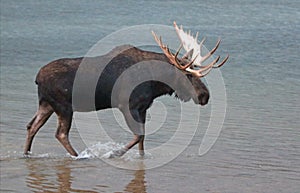 Adult Shiras Bull Moose walking near shore of Fishercap Lake in the Many Glacier region of Glacier National Park in Montana USA