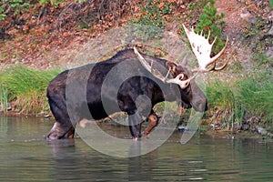 Adult Shiras Bull Moose walking near shore of Fishercap Lake in the Many Glacier region of Glacier National Park in Montana USA