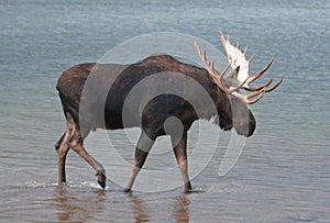 Adult Shiras Bull Moose walking near shore of Fishercap Lake in the Many Glacier region of Glacier National Park in Montana USA