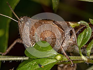 Adult Short-horned Grasshopper