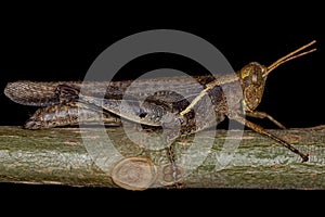 Adult Short-horned Grasshopper