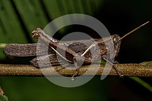 Adult Short-horned Grasshopper