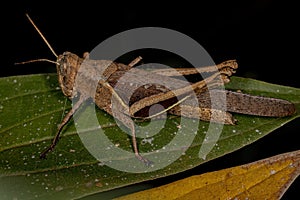Adult Short-horned Grasshopper