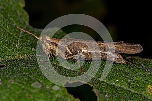 Adult Short-horned Grasshopper