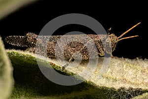 Adult Short-horned Grasshopper