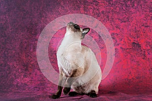 An adult Siamese cat sits with its front paw raised and looks up