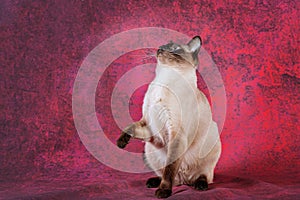 An adult Siamese cat sits with its front paw raised and looks up