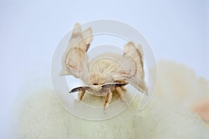 Adult silk moth on cocoons