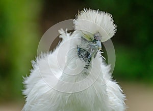 Adult Silkie hen seen looking at the camera in her garden.