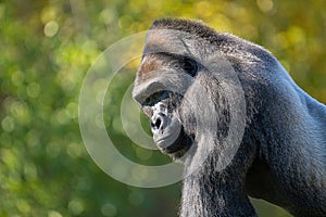 adult silver back gorilla gets a close up on a sunny day