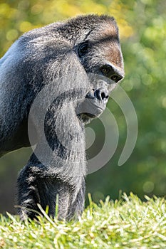 adult silver back gorilla gets a close up on a sunny day