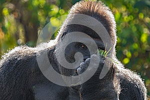 adult silver back gorilla gets a close up on a sunny day