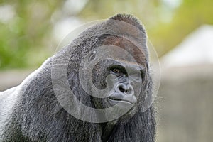 Adult silverback gorilla gets a close up on a sunny day