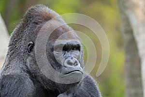 Adult silverback gorilla gets a close up on a sunny day