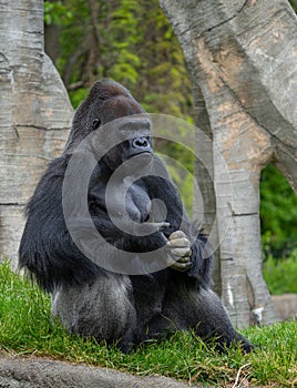 Adult silverback gorilla gets a close up on a sunny day