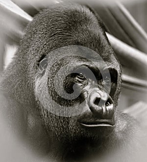 Adult Silverback Western lowland gorilla full head shot photo