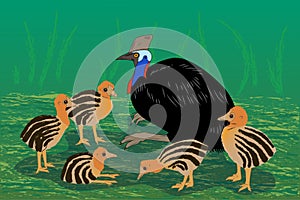 Adult sitting cassowary with nestlings, vector illustration