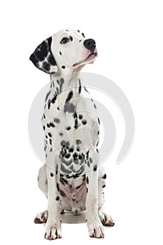 Adult sitting dalmatian dog looking up