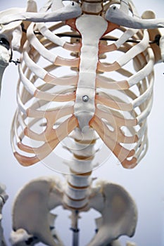 Adult skeleton photo