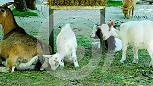 Adult and small goats eat hay on the farm. Goat breeding, animal husbandry.
