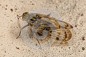 Adult Small Planthopper Insect