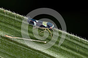 Adult Small Sharpshooter Insect