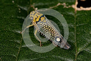 Adult Small Sharpshooter Insect