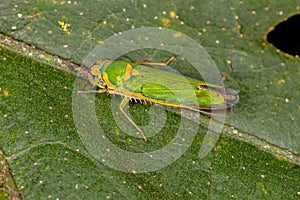 Adult Small Sharpshooter Insect