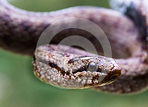 adult Smooth snake