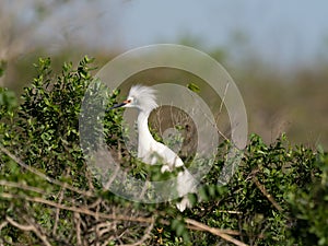 Adult Snowy Egret Sitting on Treetop Nest and Photographed in Profile